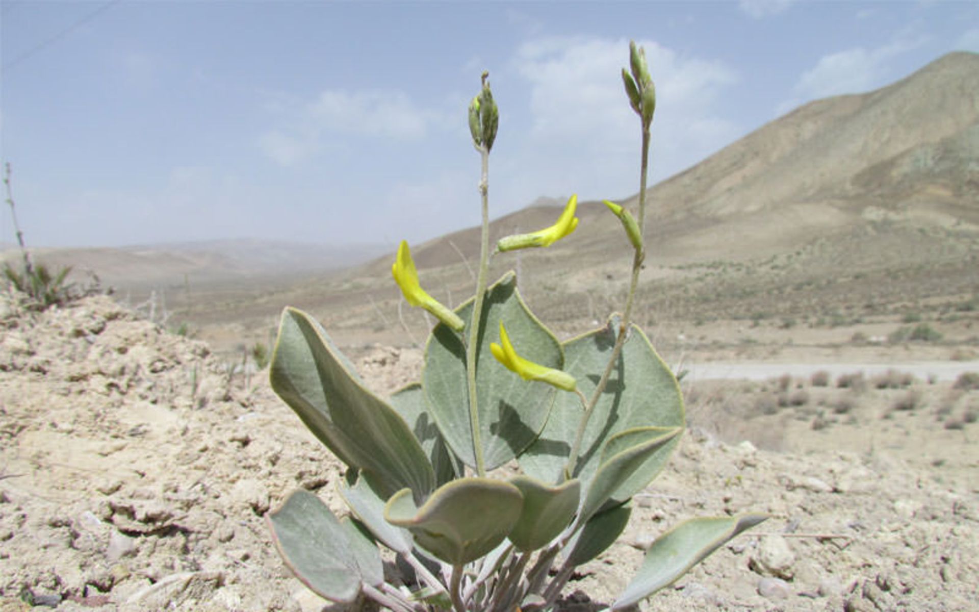 موزه تاریخ طبیعی دامغان