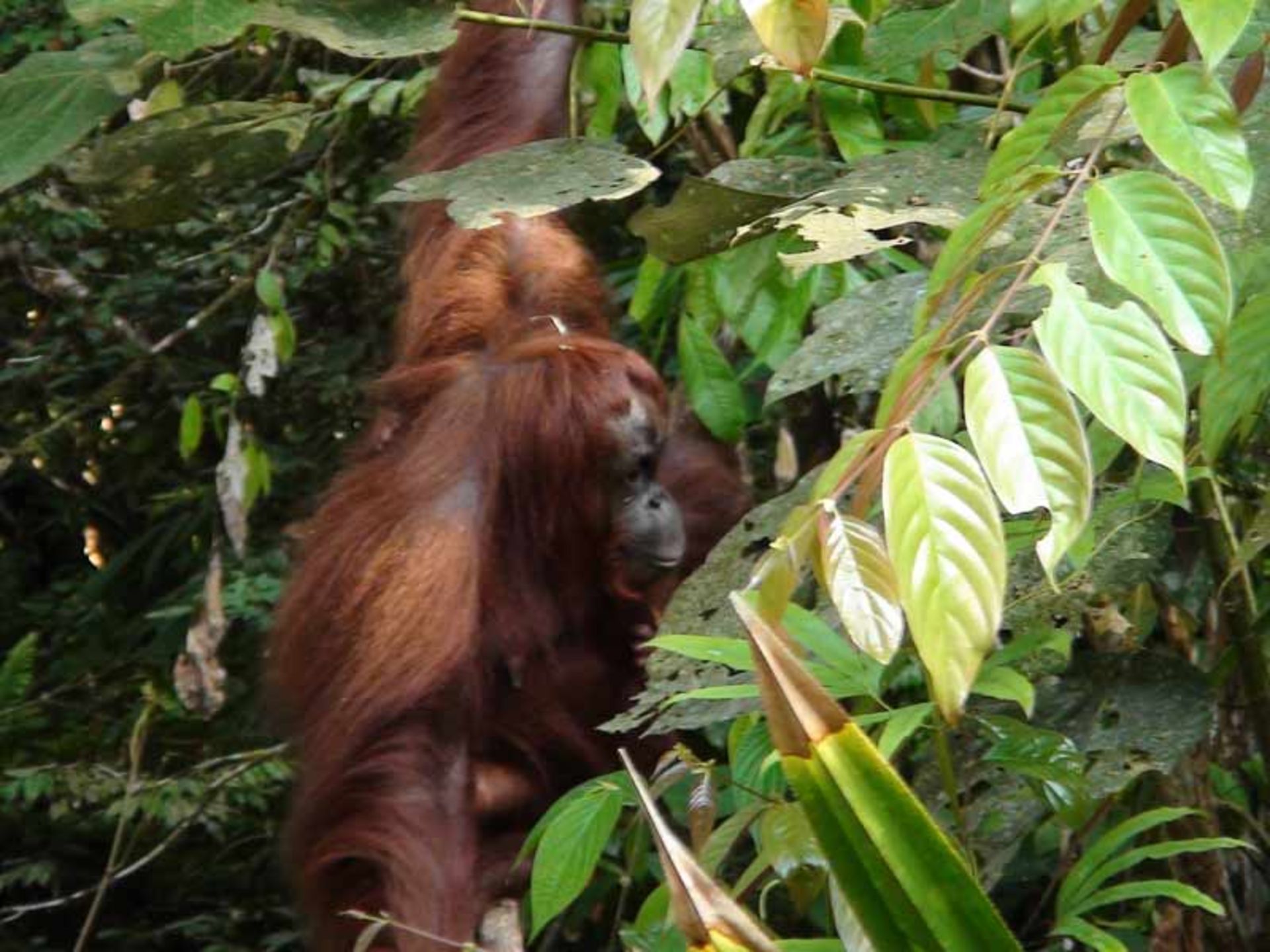 مرکز حیات وحش سمن گا