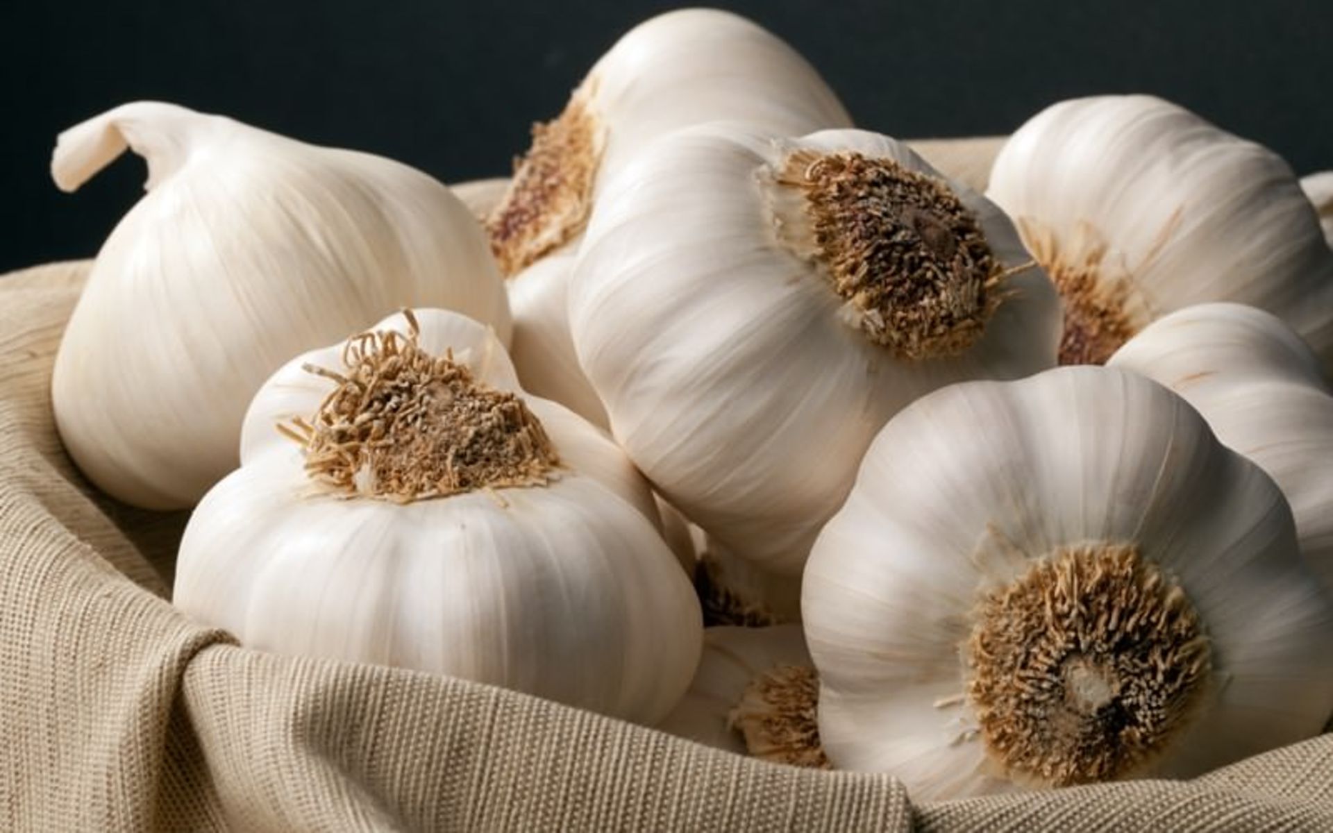 سیر