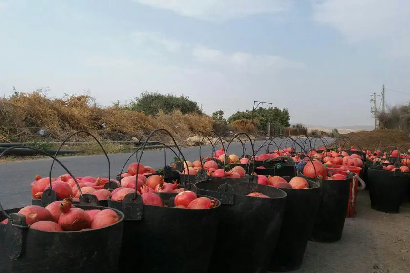 انار تنگ سیاب