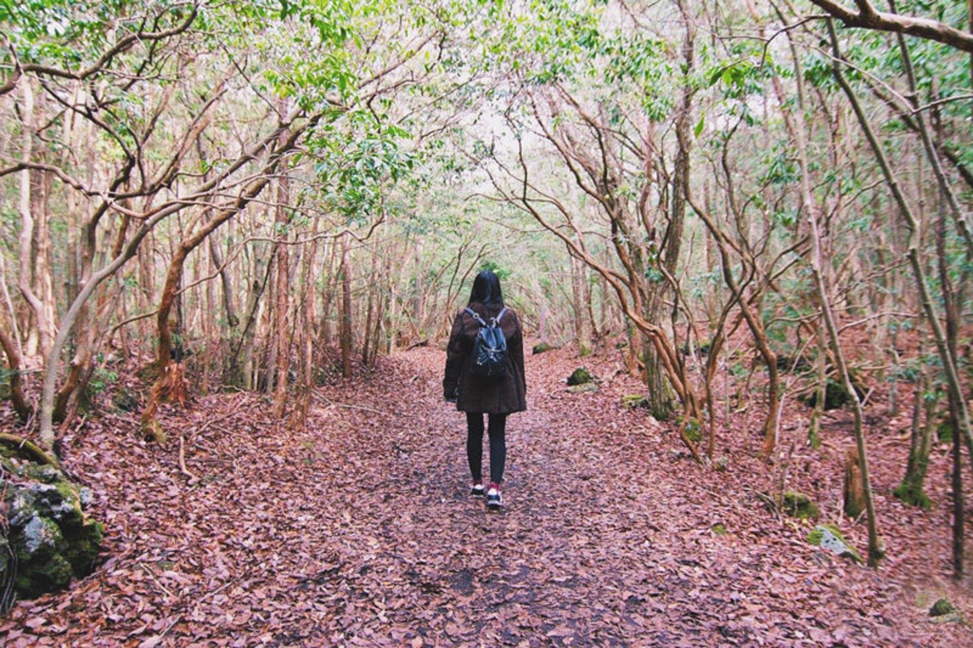 آئوکیگاهارا، ژاپن