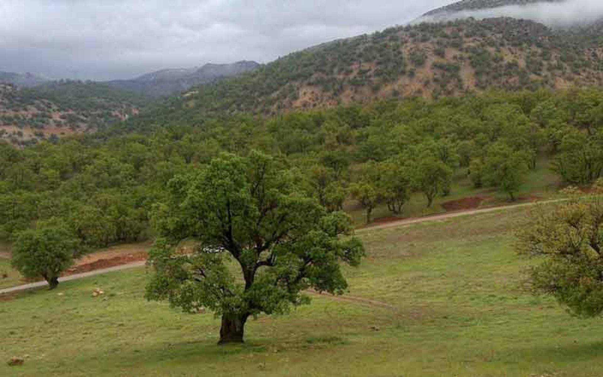 پارک جنگلی یاسوج