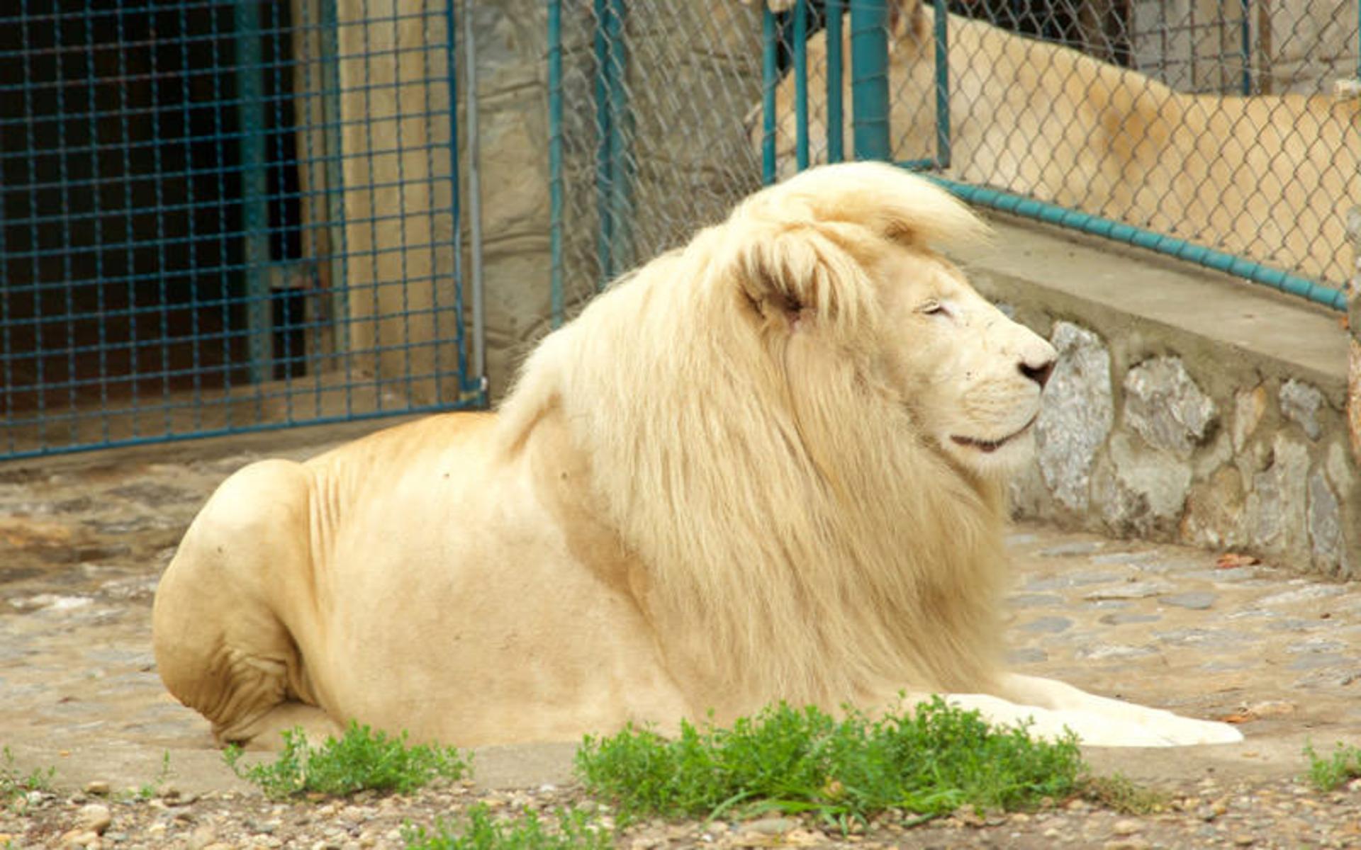 باغ وحش بلگراد (Belgrade Zoo)