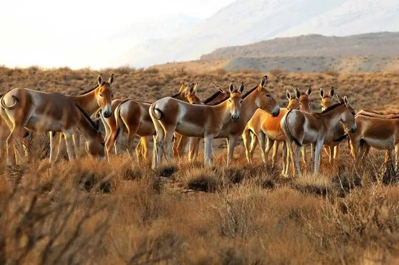 خارتوران