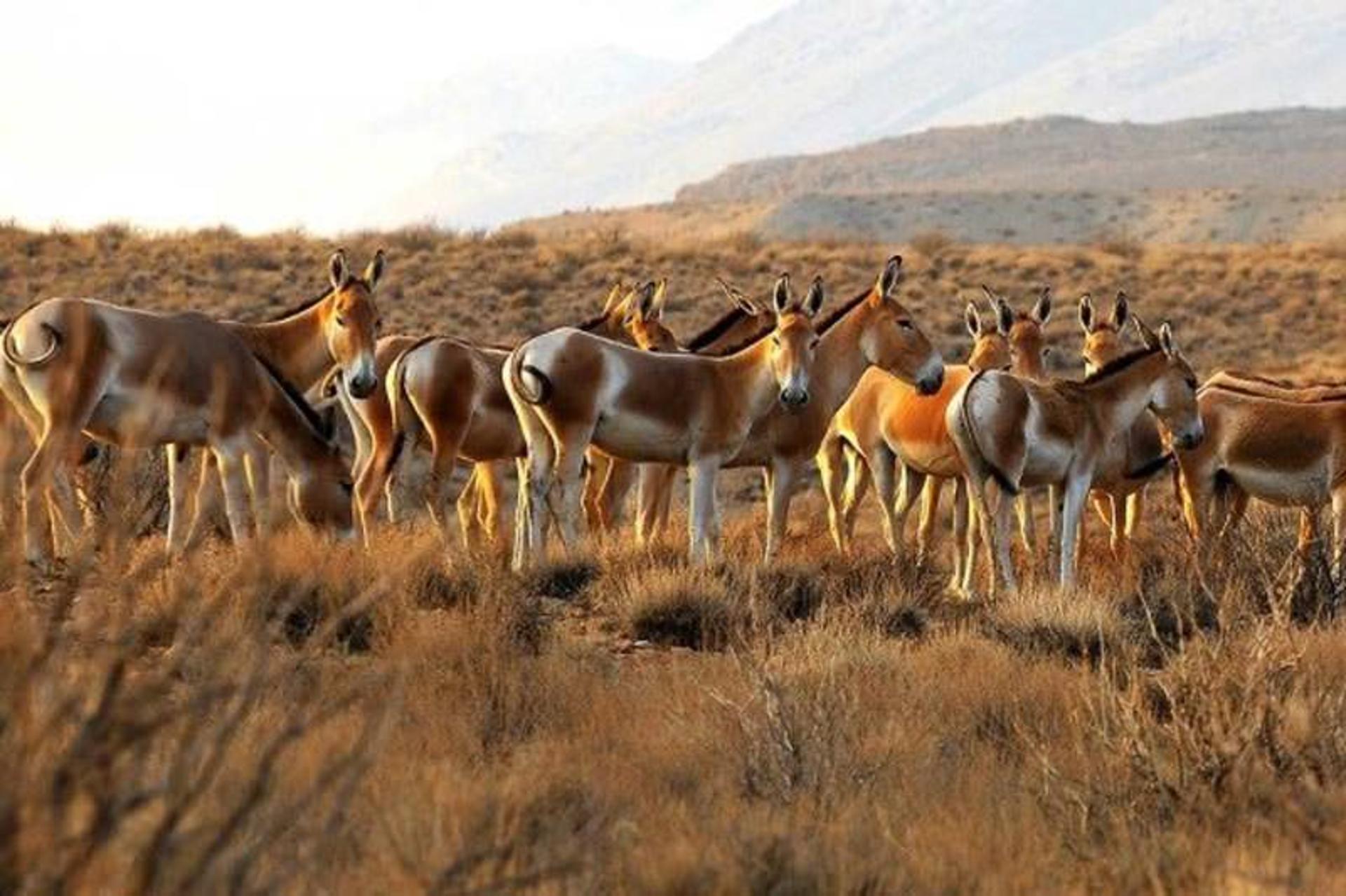 خارتوران