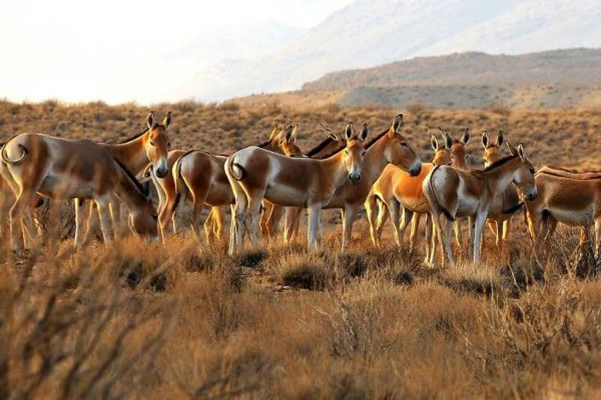 خارتوران