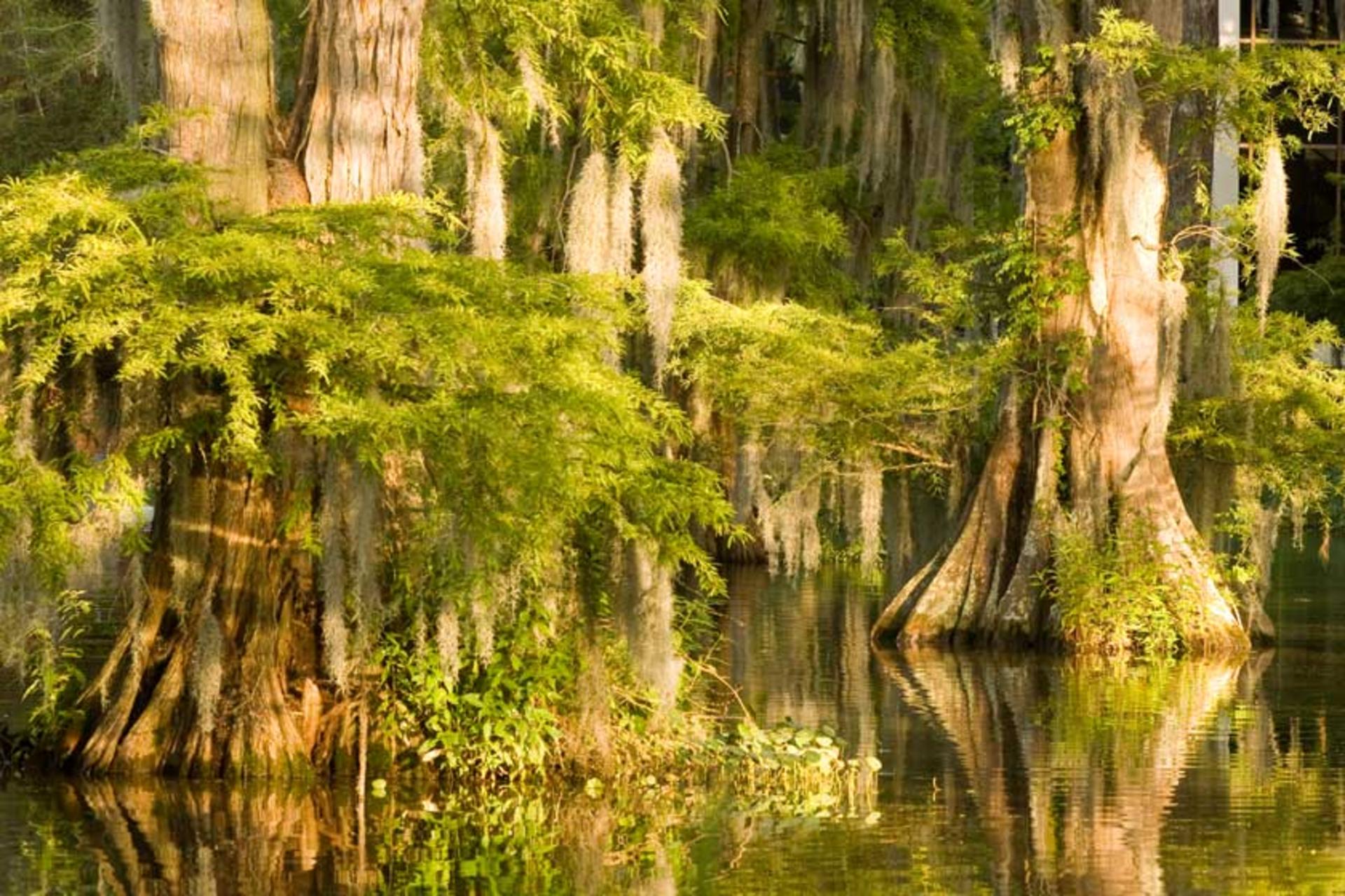 باتلاق آچافالایا (Atchafalaya)