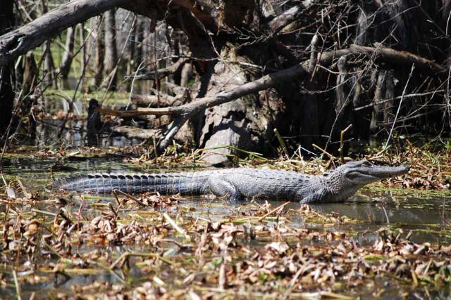 باتلاق جزیره عسل (Honey Island Swamp)