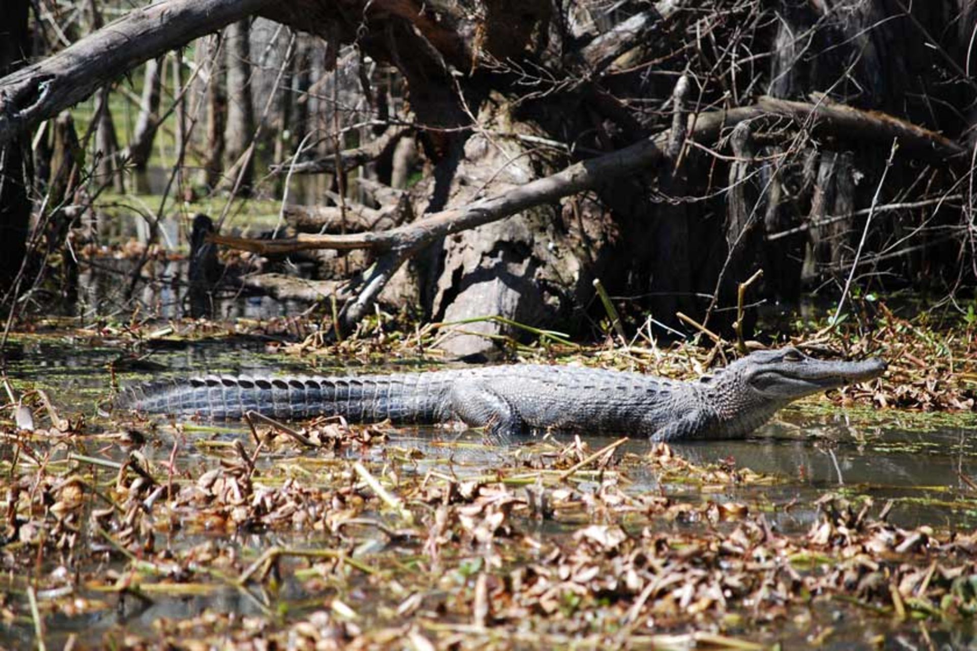 باتلاق جزیره عسل (Honey Island Swamp)
