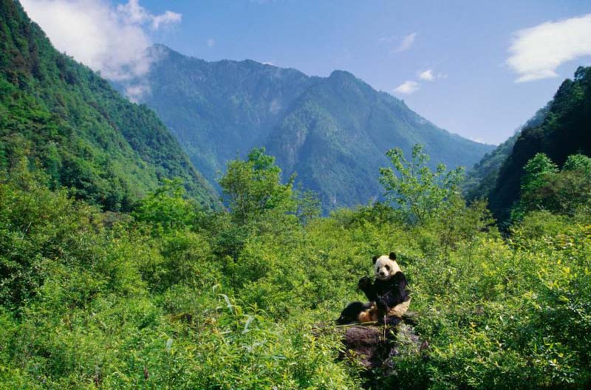 مرکز بزرگ پانداها در سیچوآن