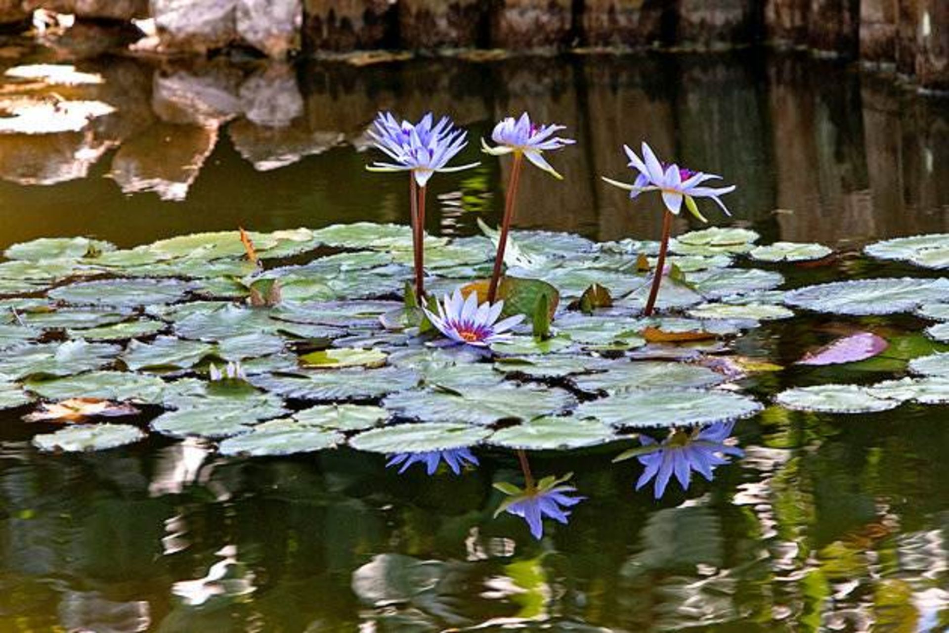 جزایر کیمن 