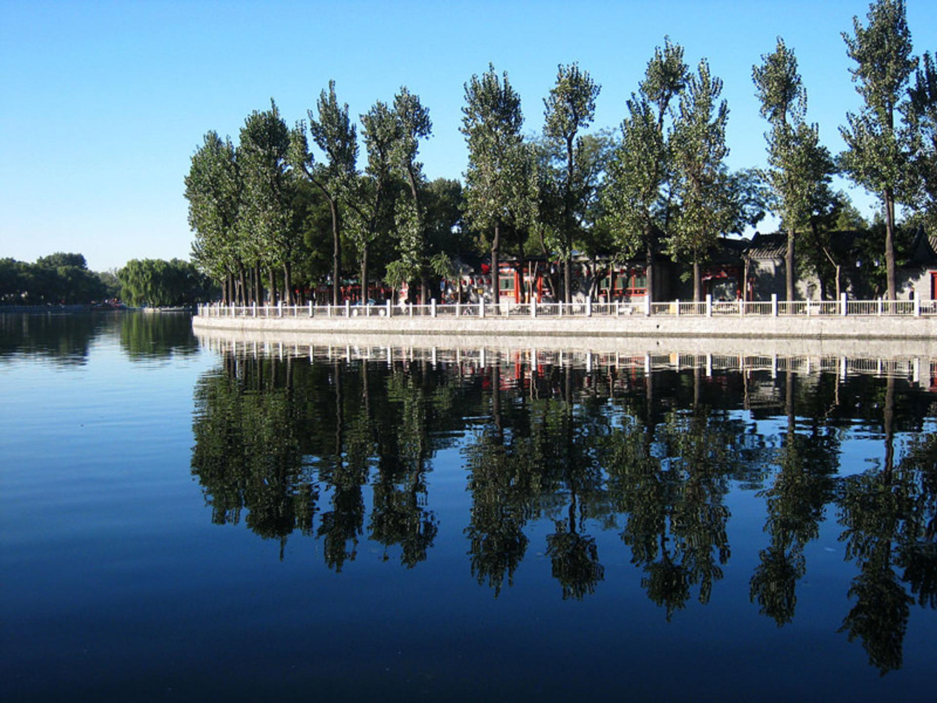 شیچاهای