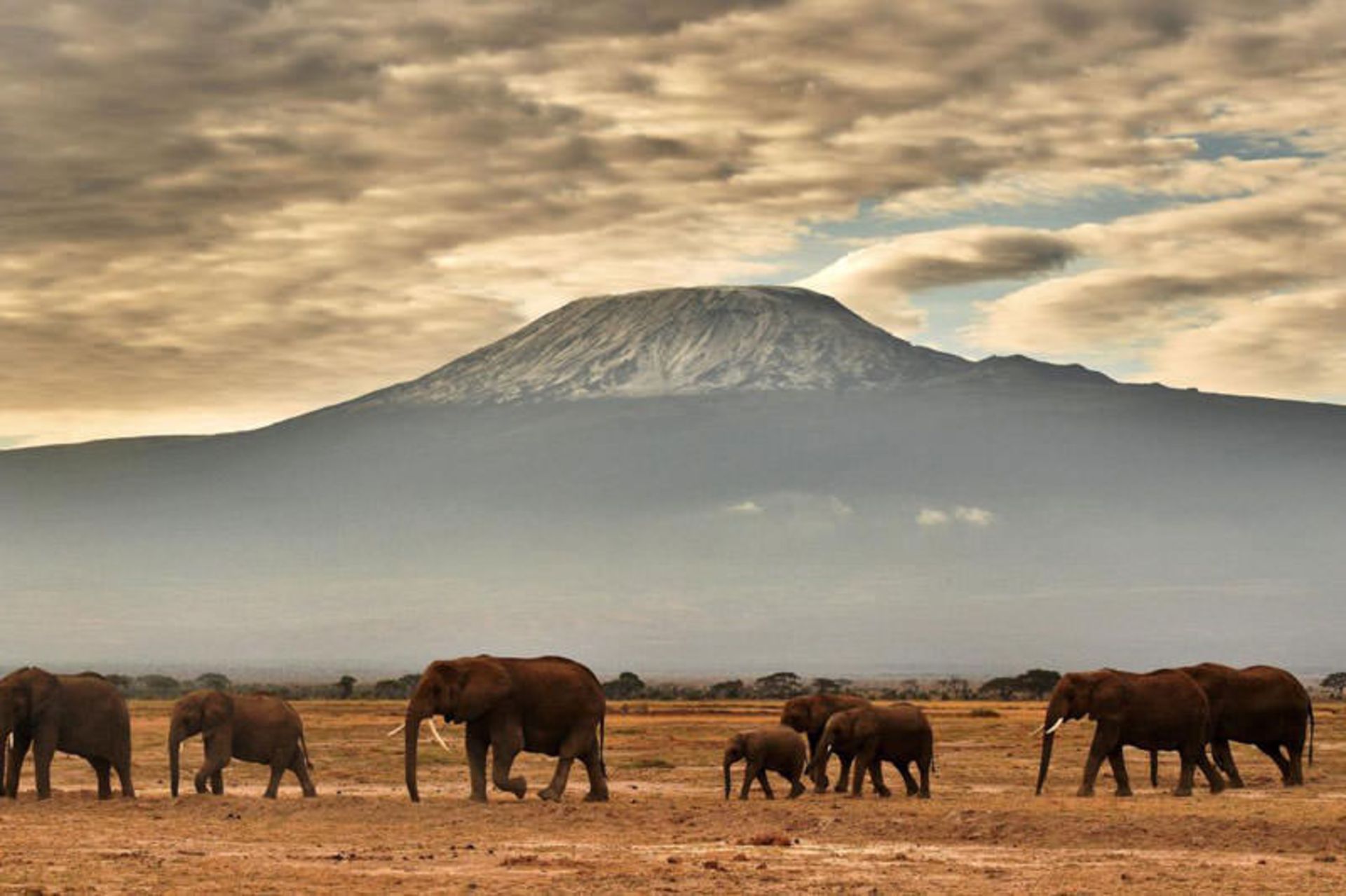 ممنوعیت عاج فیل