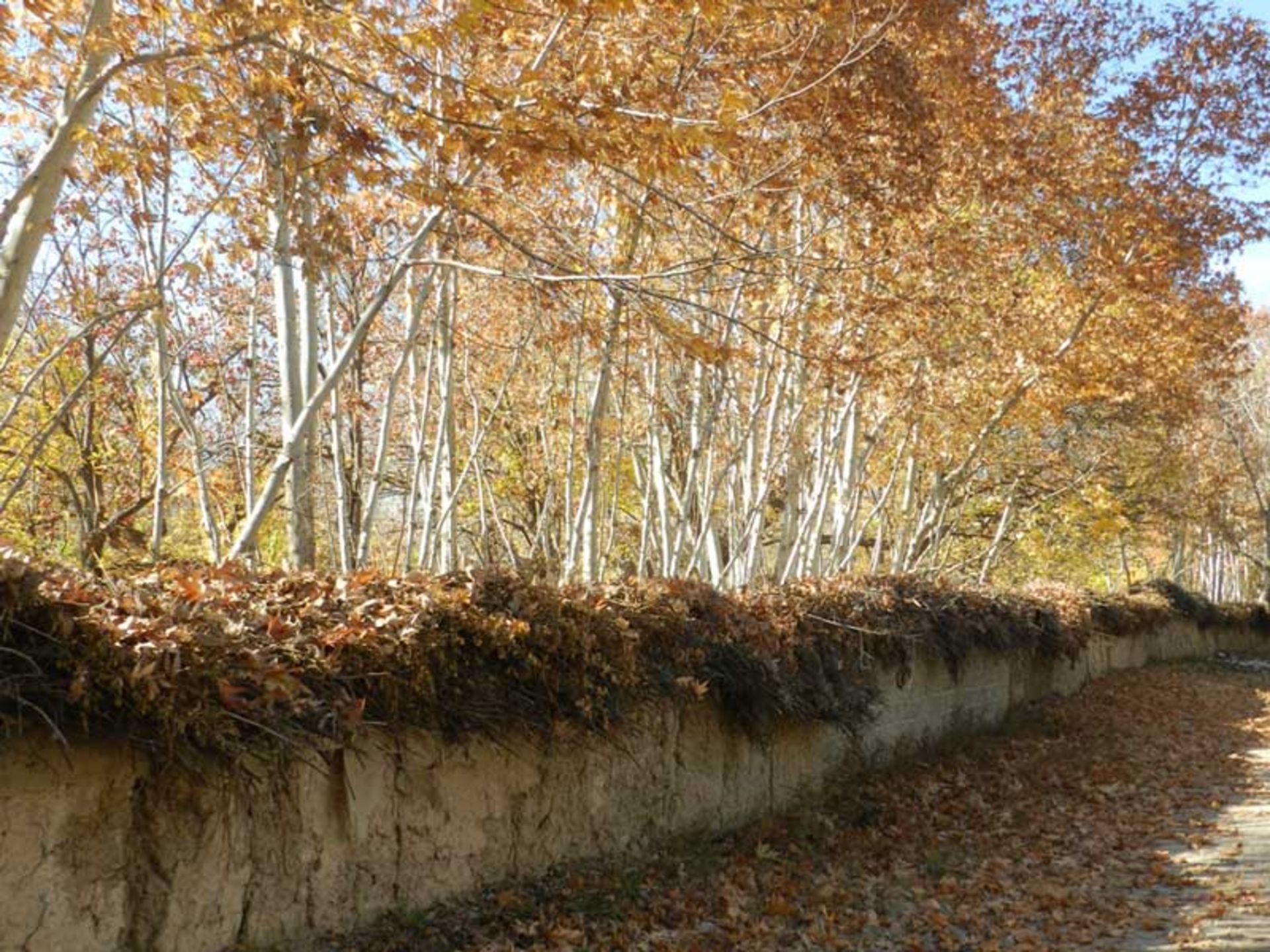 سفر به شیراز