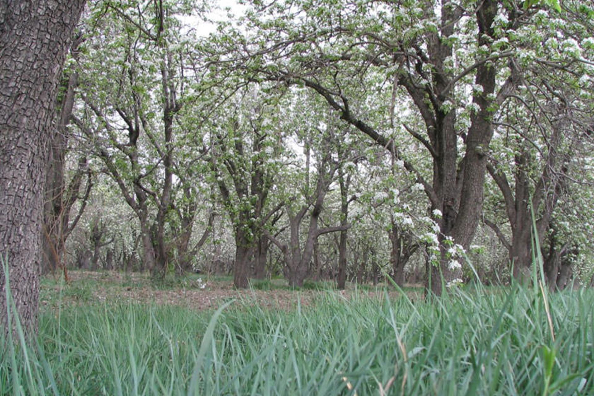 باغ سیب کرج