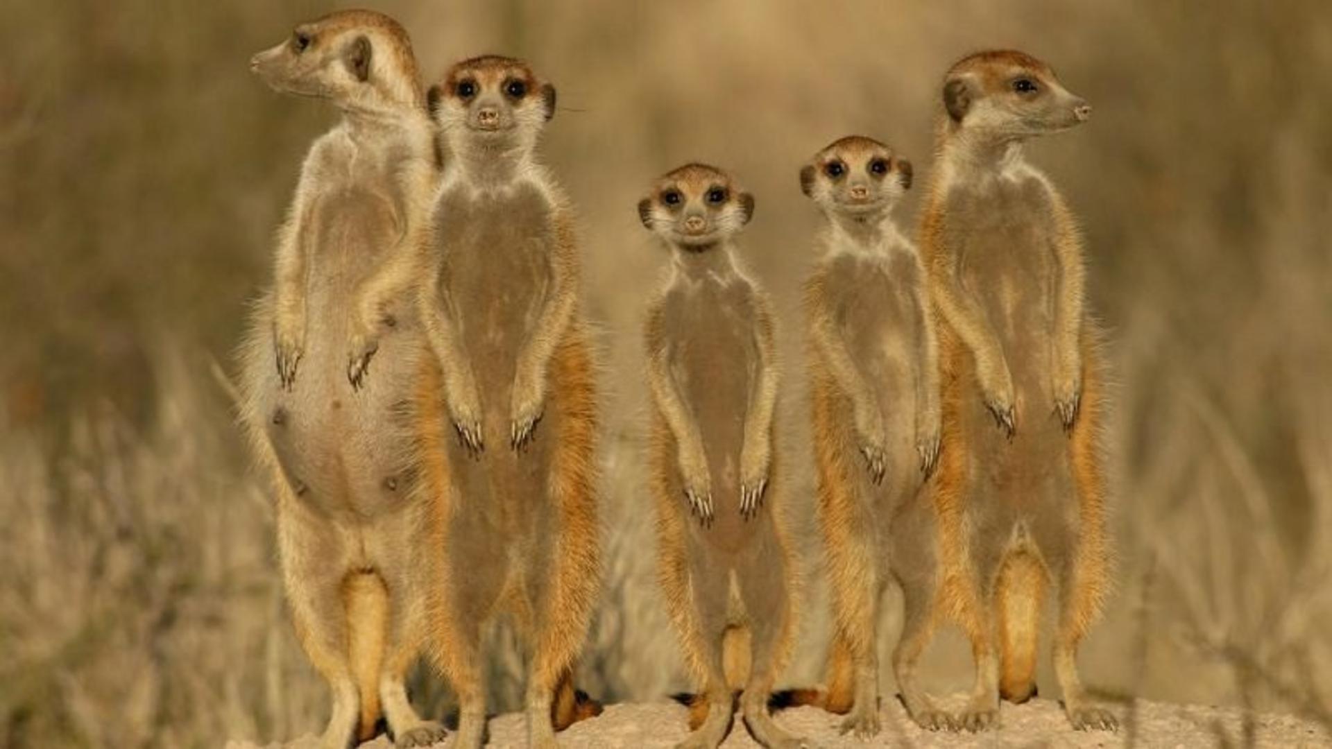 میرکت