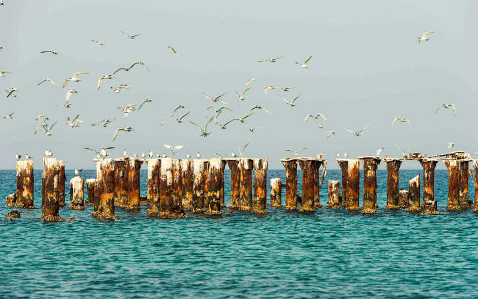 کیش