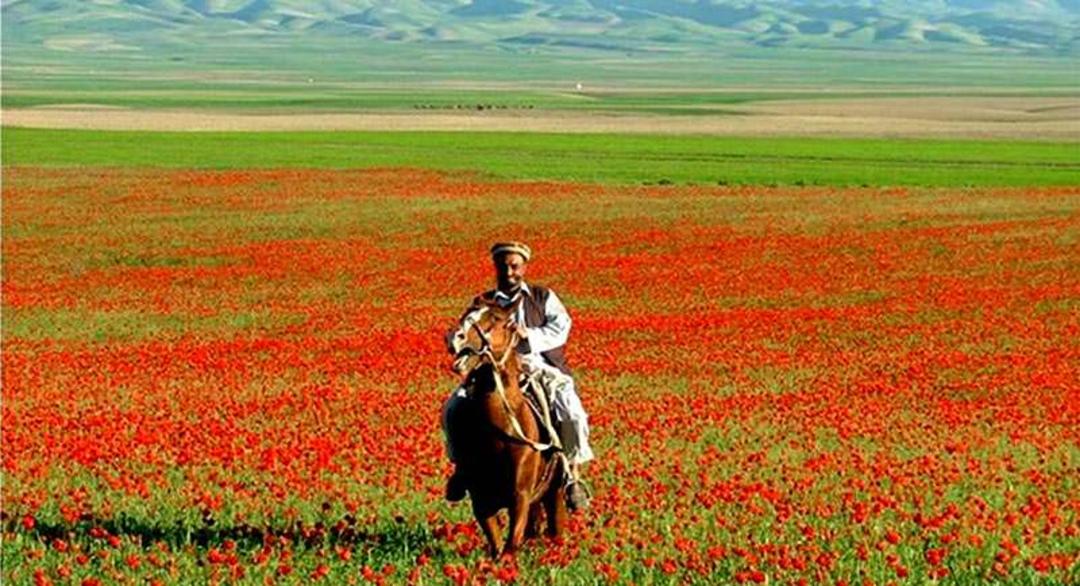 دشت ارغوان افغانستان