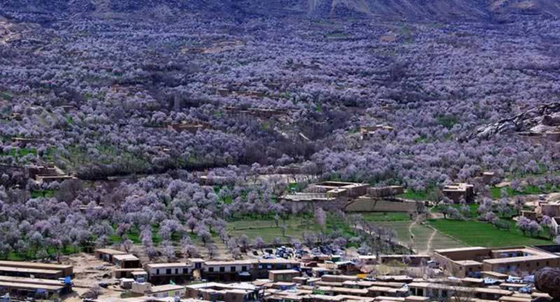 دشت ارغوان افغانستان