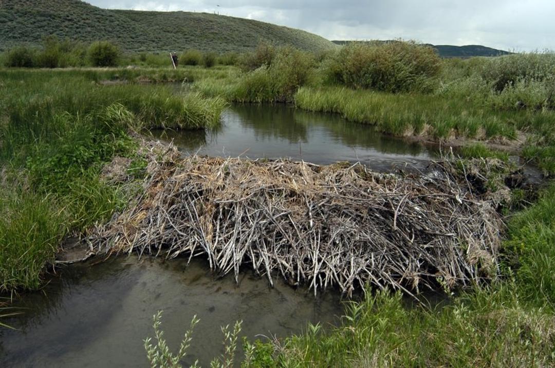 سگ آبی