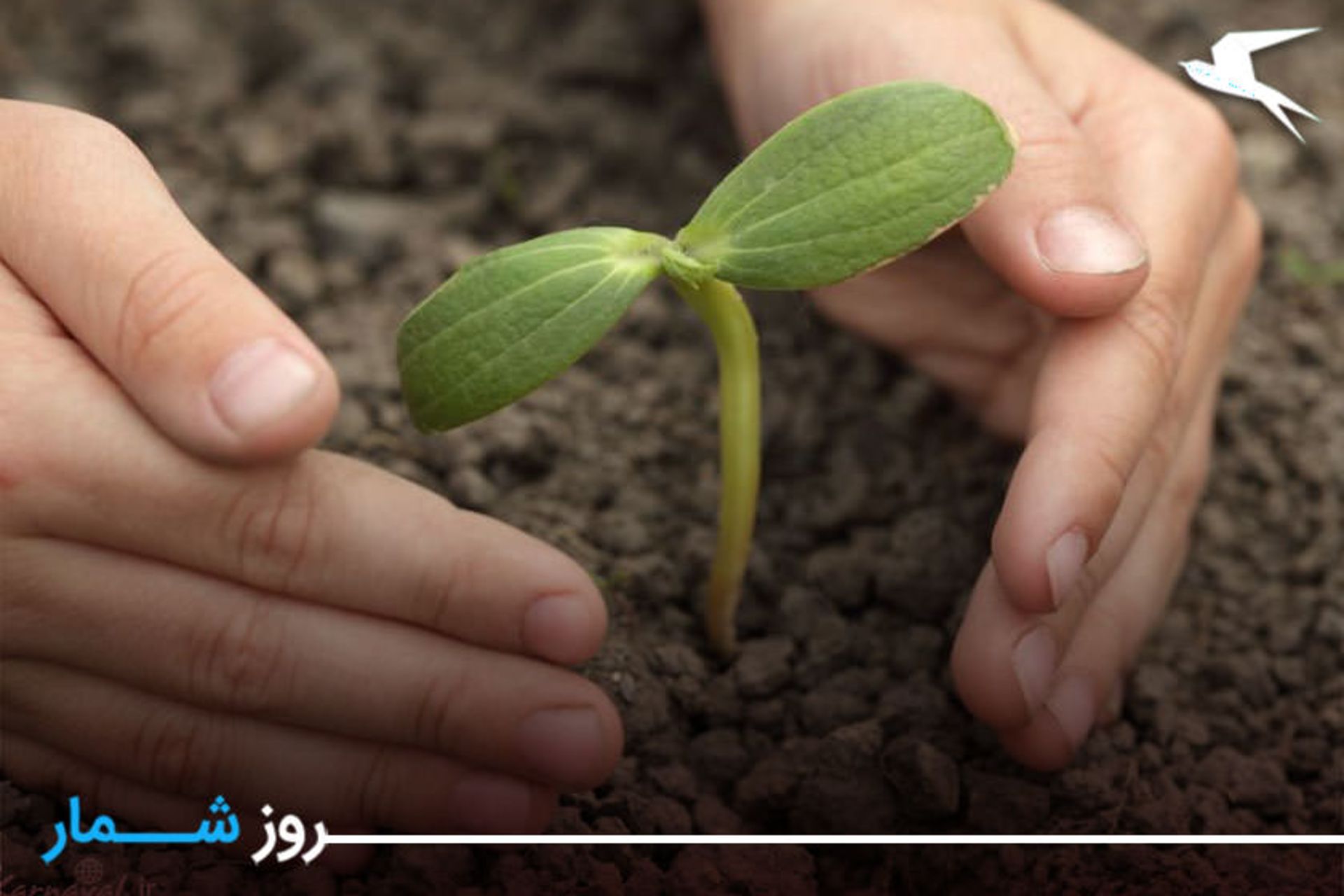 روز درختکاری