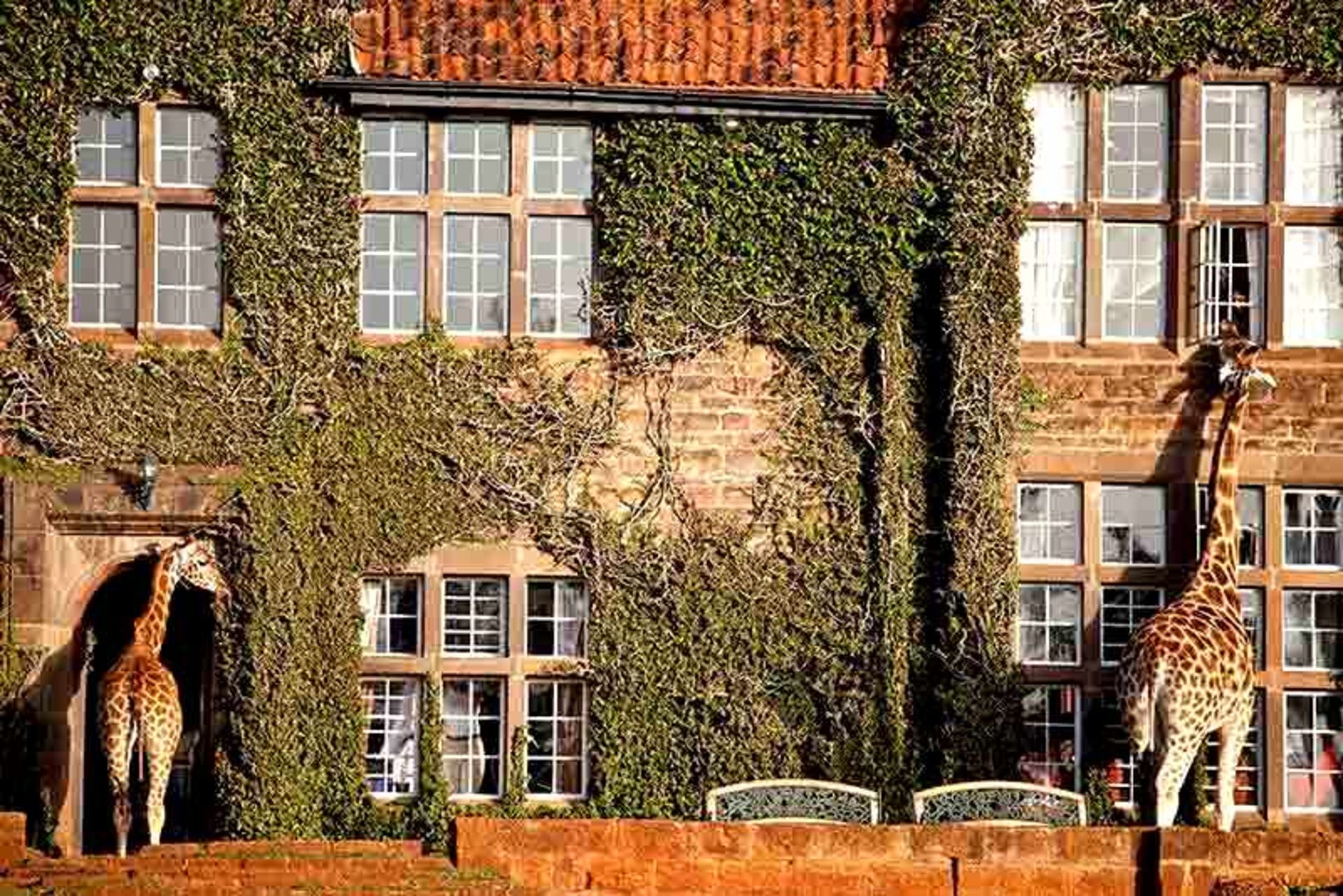 ۴- جیرافه مانور (Giraffe Manor) در کنیا