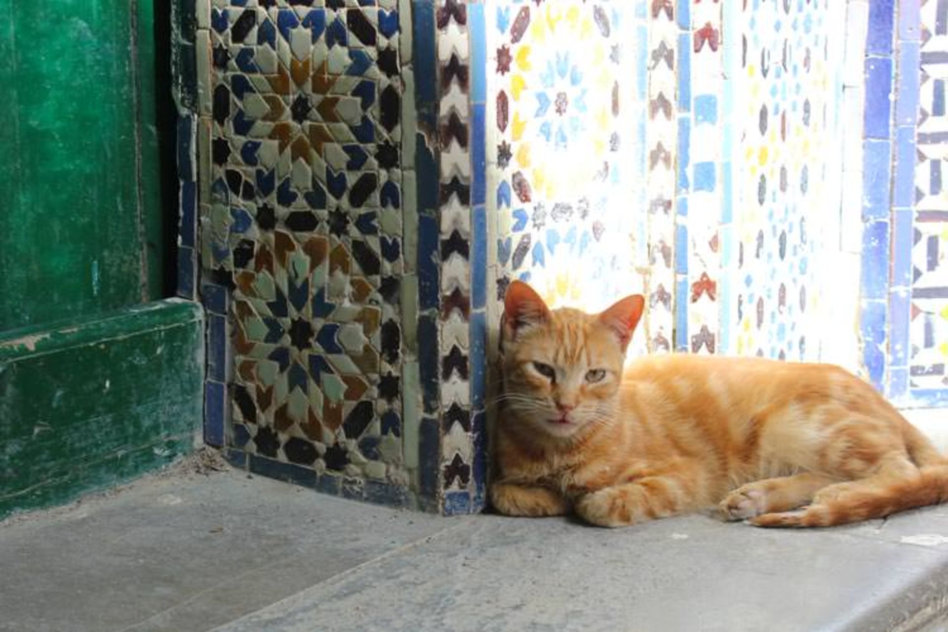 گربه های مراکش