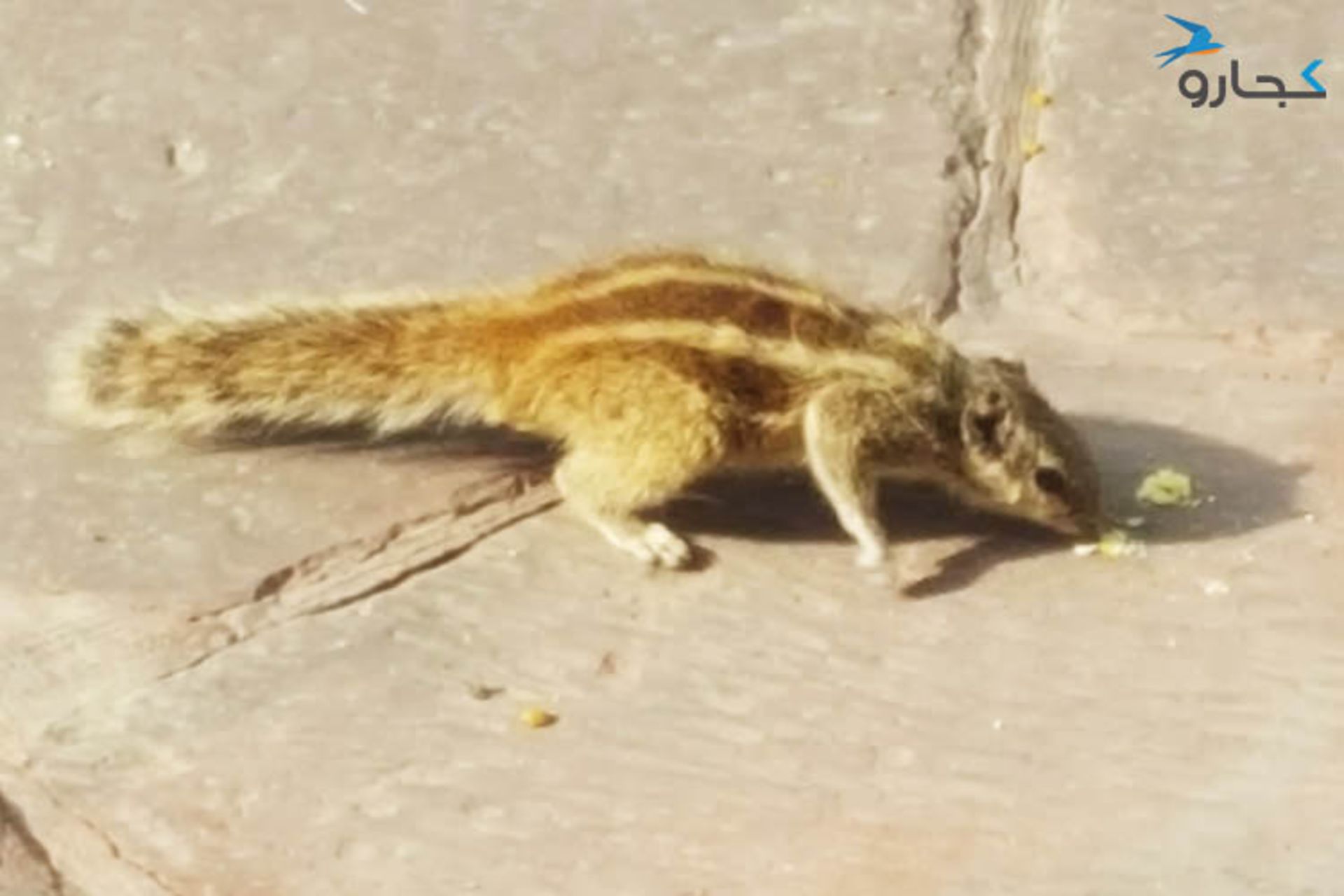 سنجاب هندی
