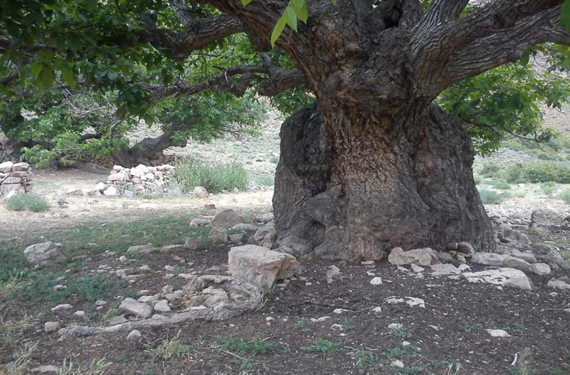 درخت کهنسال خراسان