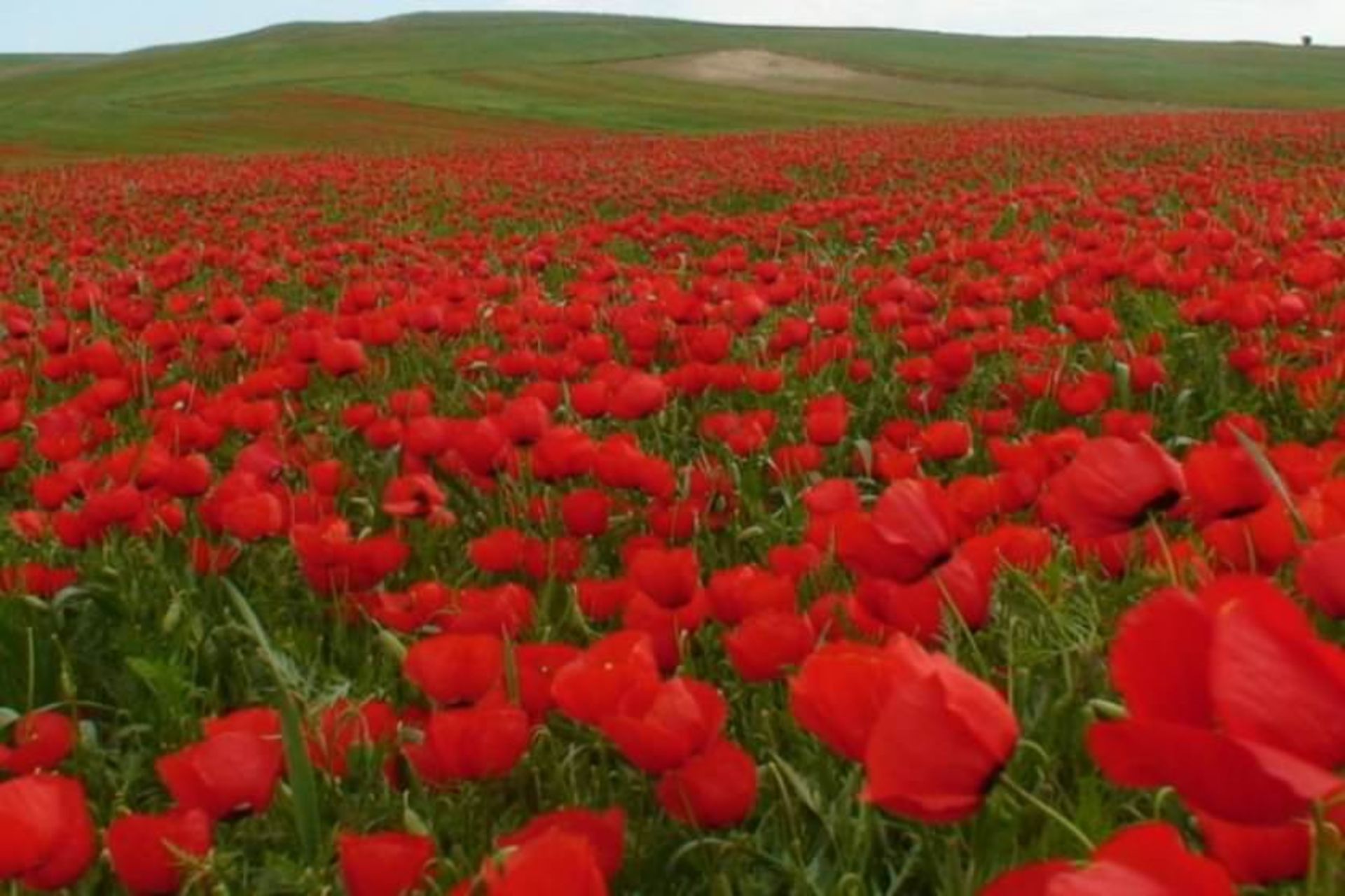 شقایق کالپوش