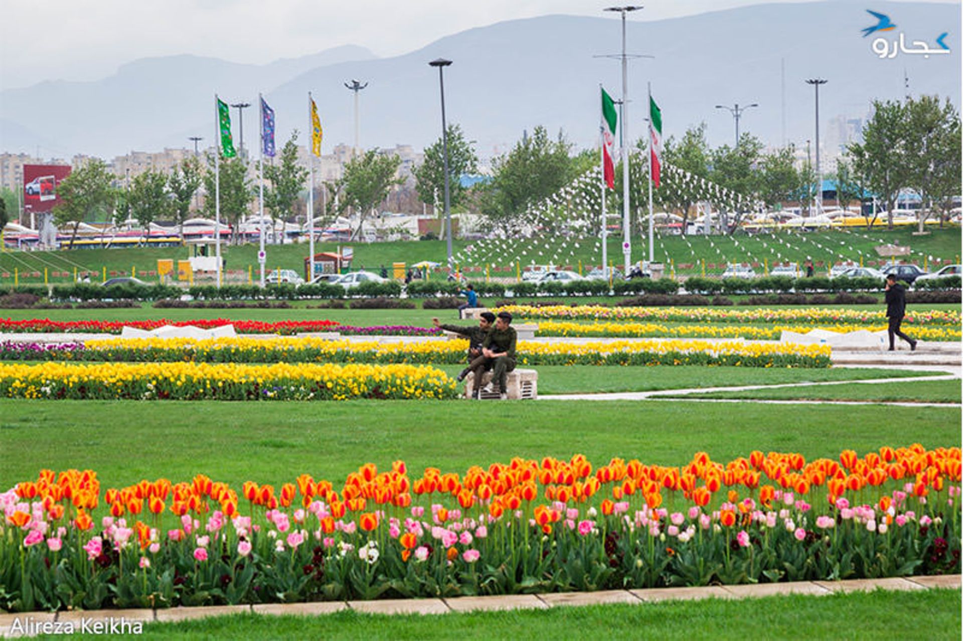 میدان آزادی - گل لاله