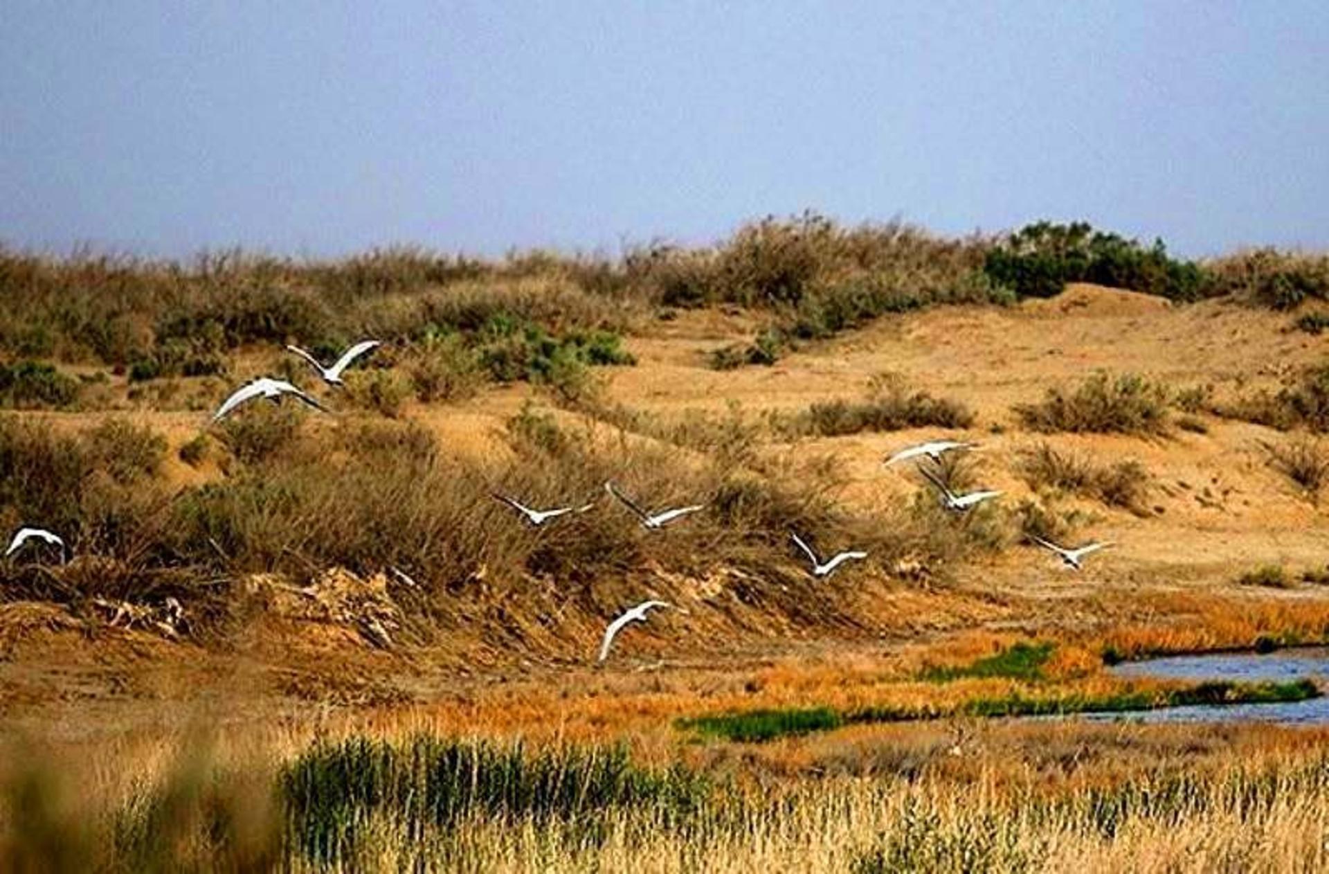 تالاب گاوخونی