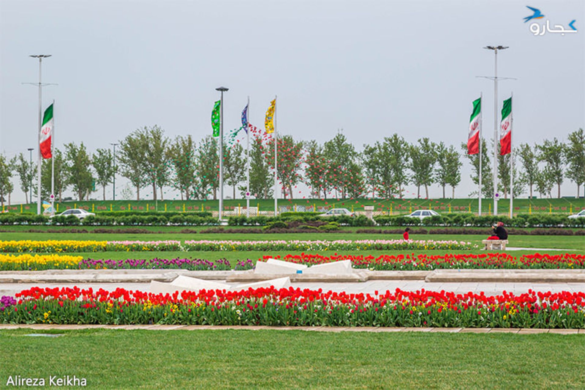 میدان آزادی - گل لاله