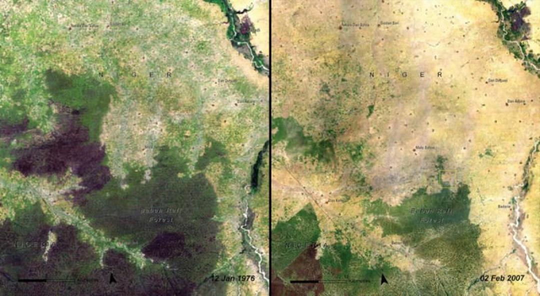 بابان رفیع فارست