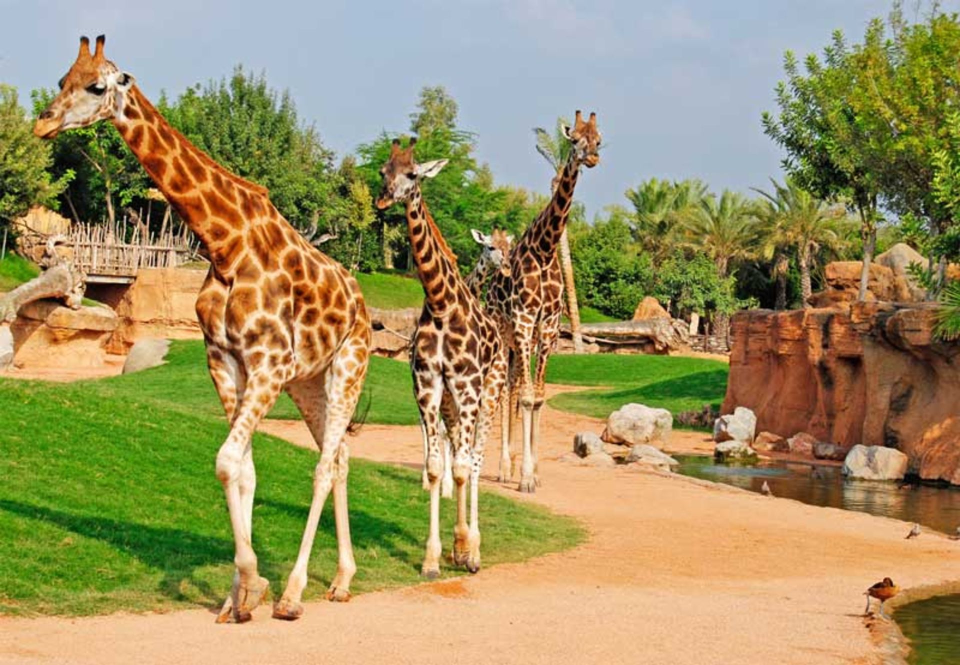 باغ وحش Bioparc والنسیا