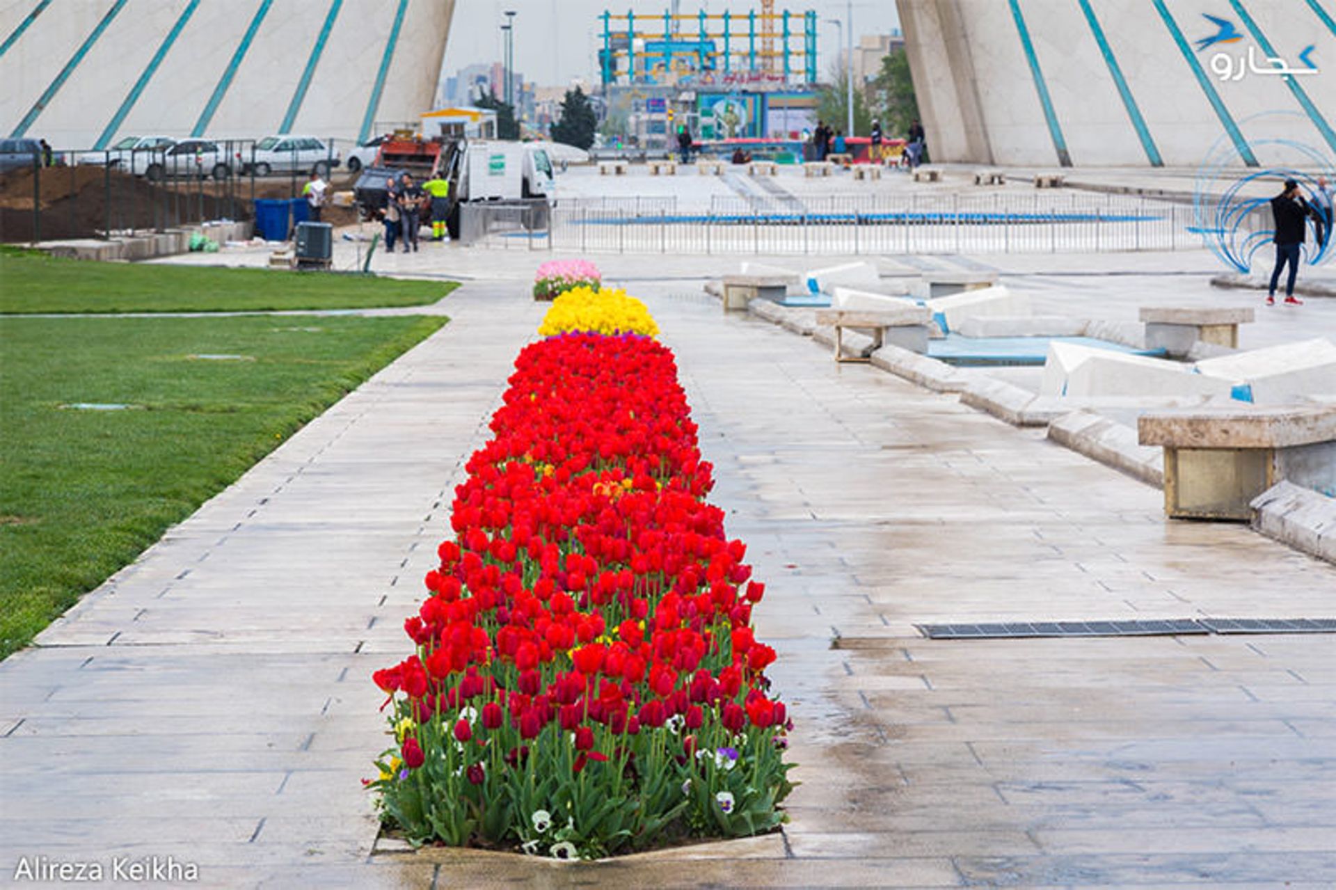 میدان آزادی - گل لاله