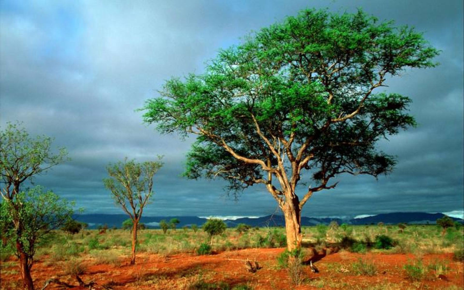آفریقای جنوبی