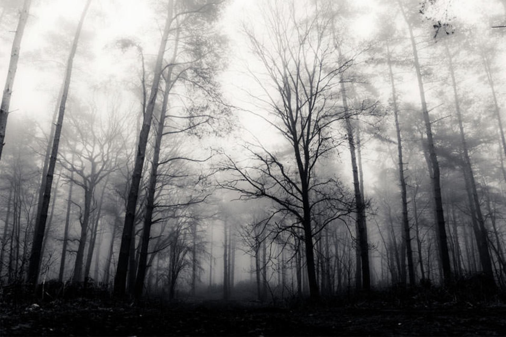 جنگل هویا
