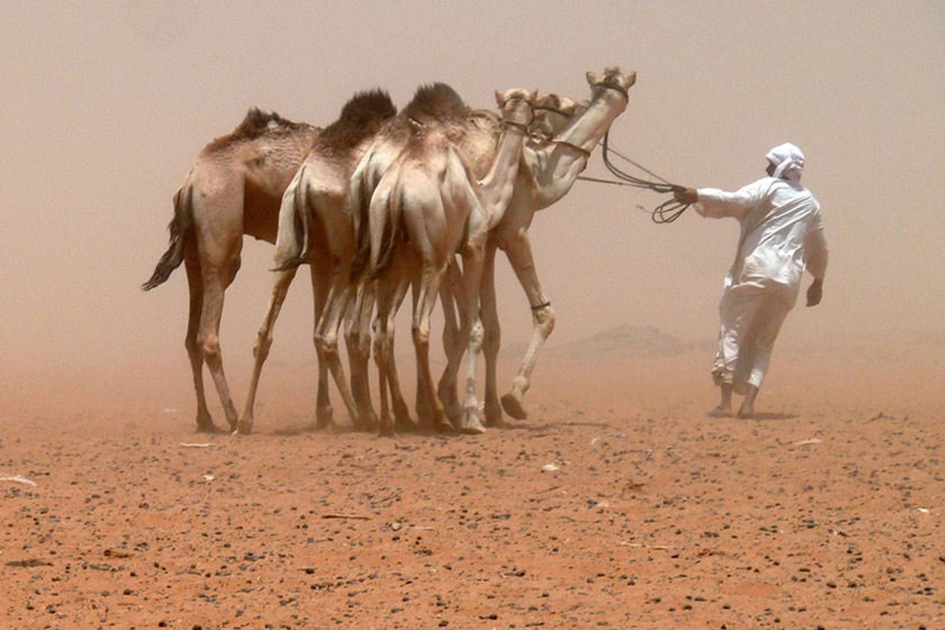 شتر عربستان