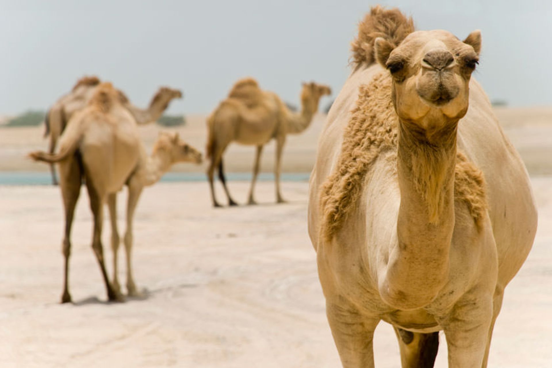 امارات عربی