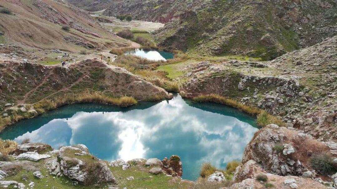سیاه گاو