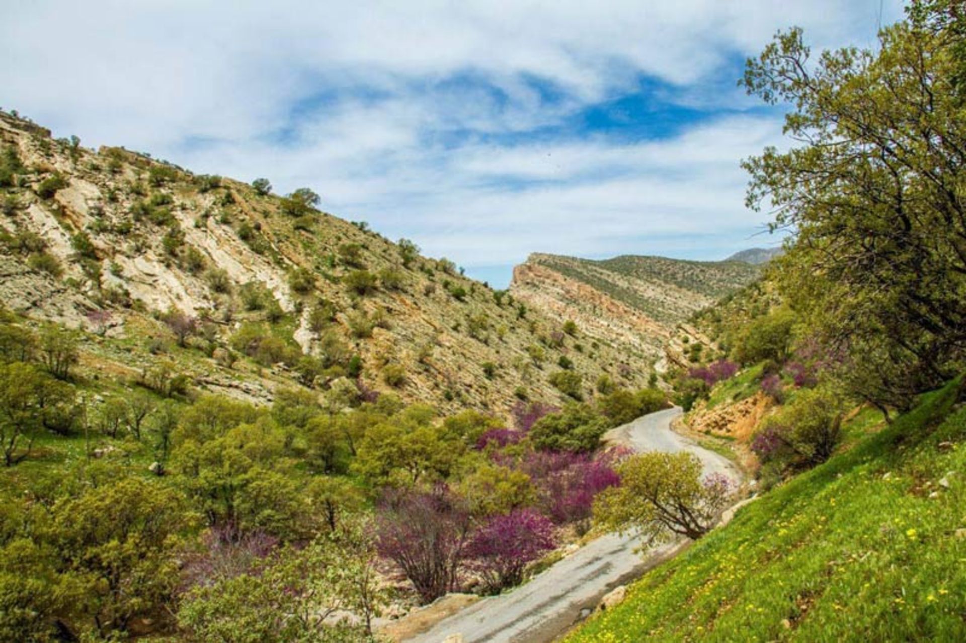 تنگه‌ی ارغوان