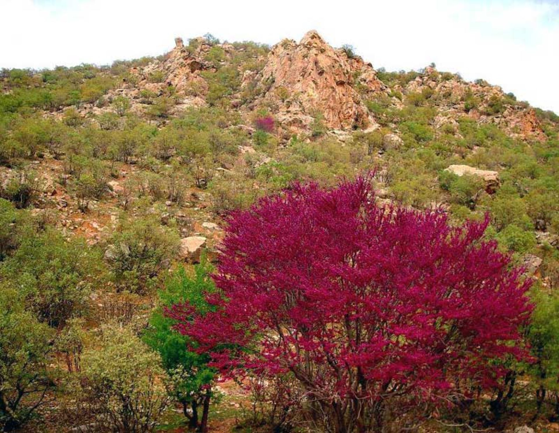 تنگه ی ارغوان