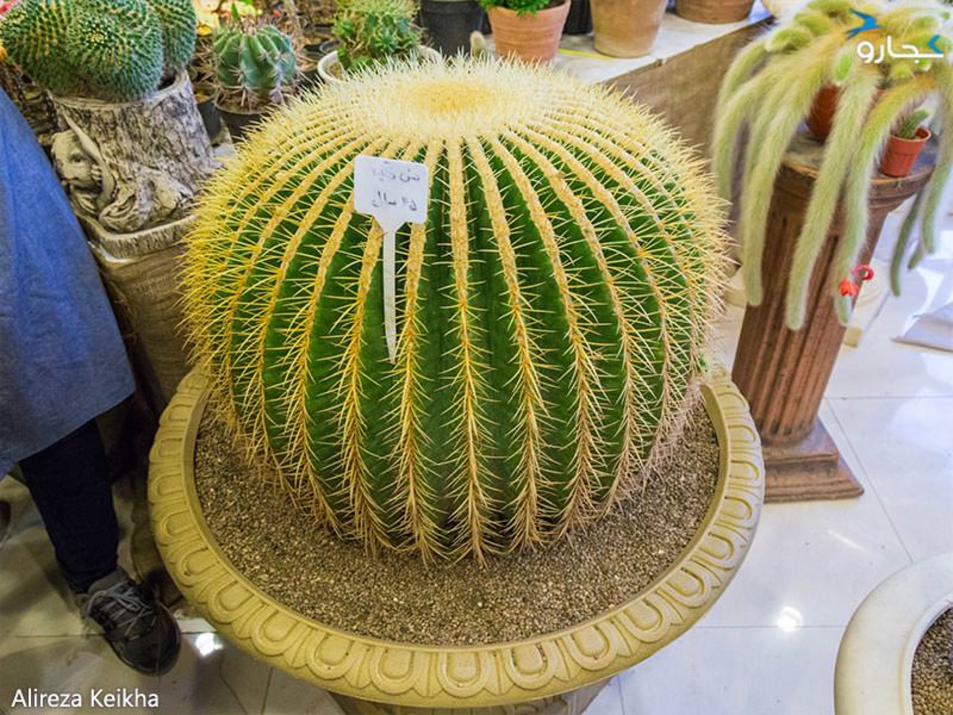 نمایشگاه گل و گیاه ۹۶