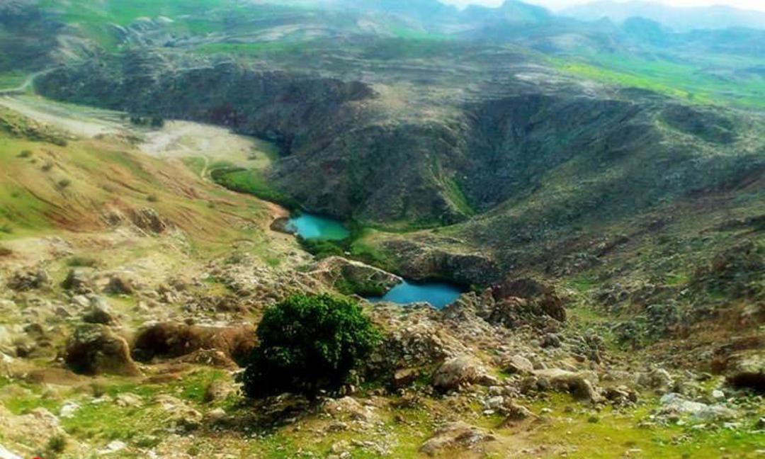سیاه گاو