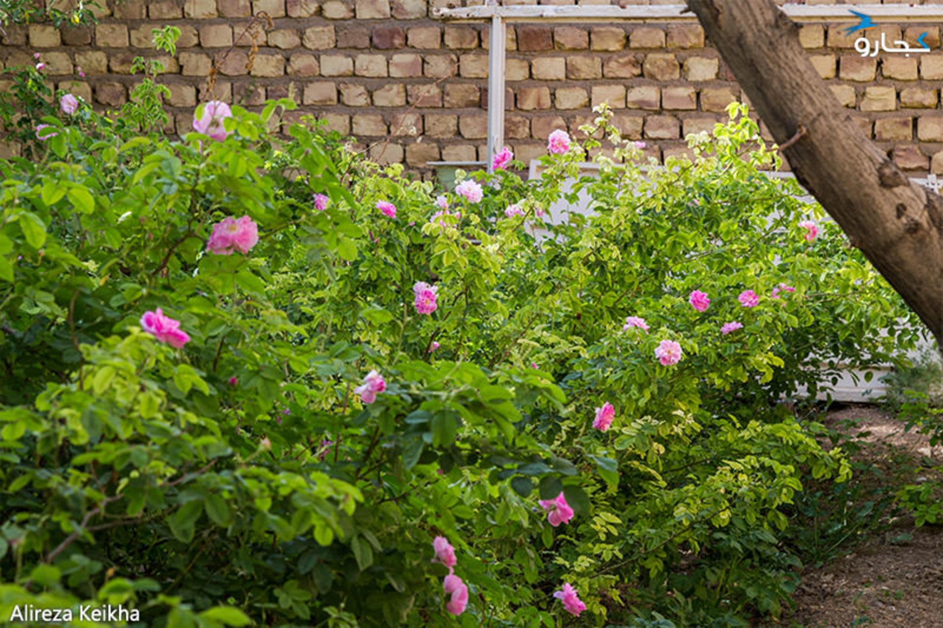 گل محمدی در قمصر