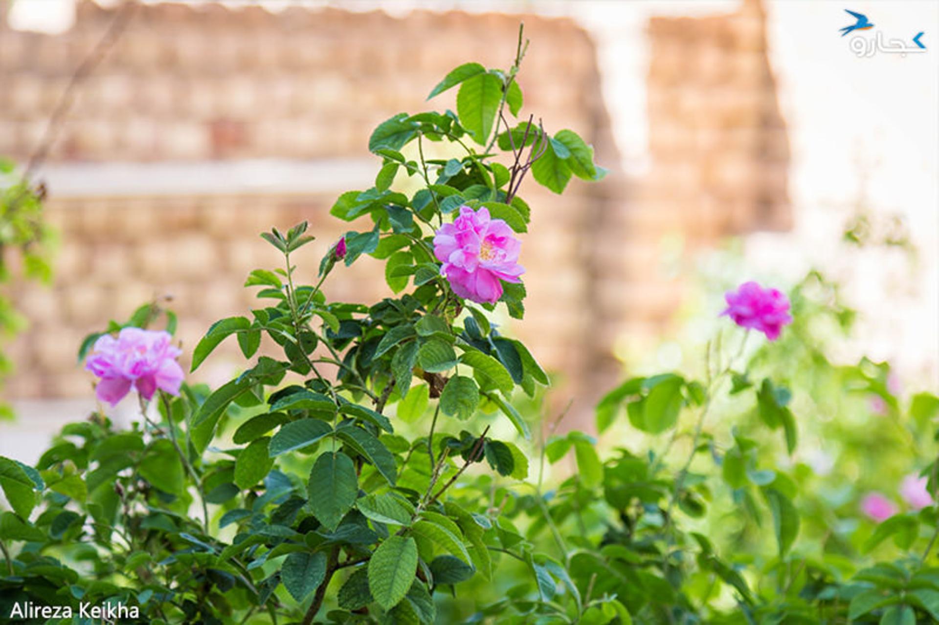 گل زیبای محمدی قمصر