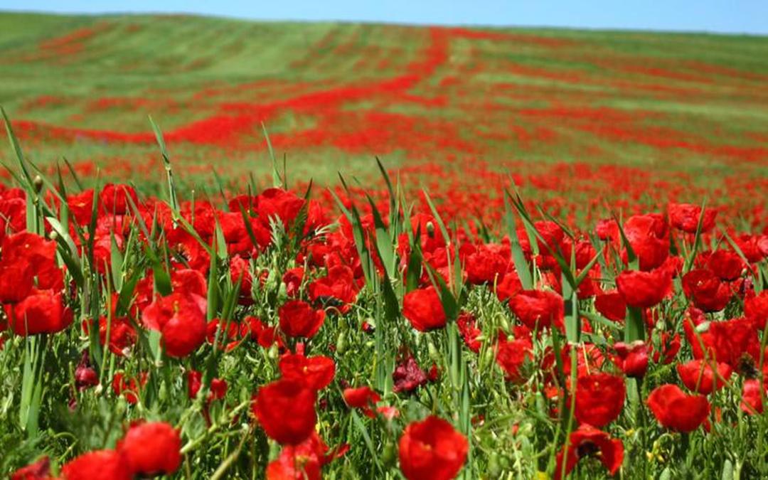 جاذبه های گردشگری کازرون
