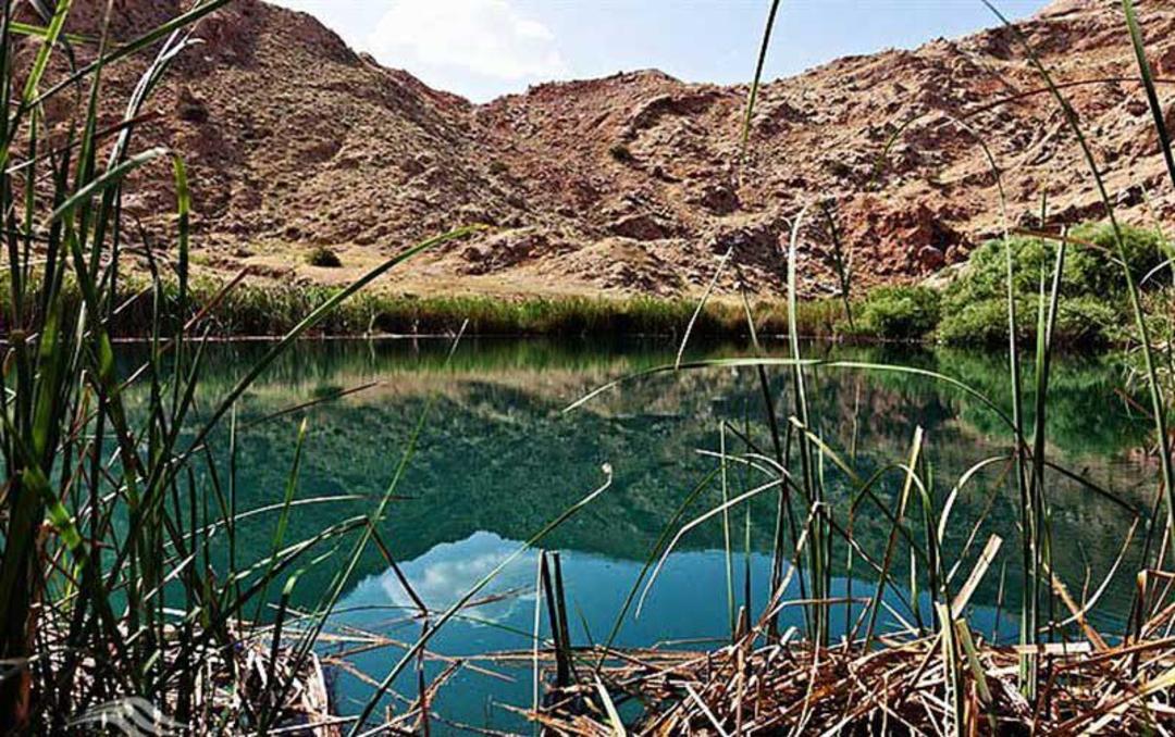 سیاه گاو