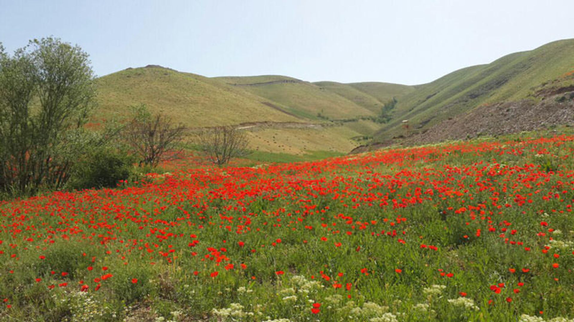 عکاسباشی